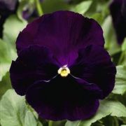 Viola wittrockiana Colossus Purple with Blotch